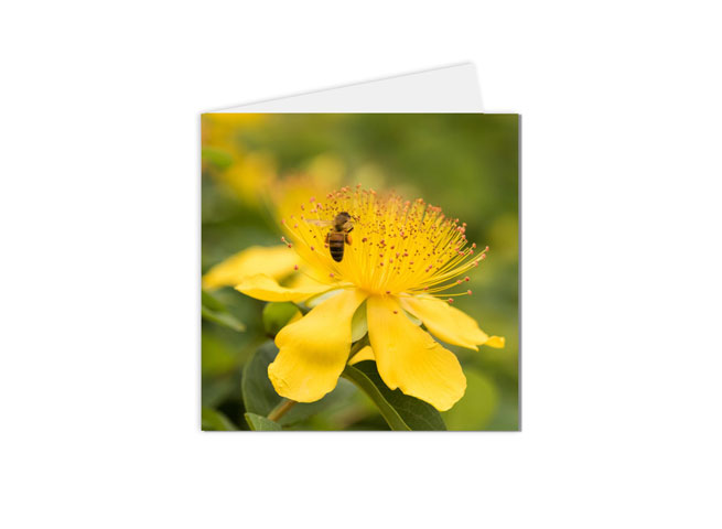 carte postale fleur et abeille butinante