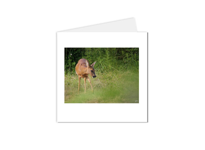 carte postale animaux biche