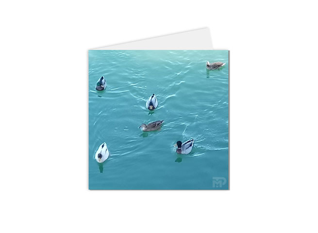 carte postale animaux canards