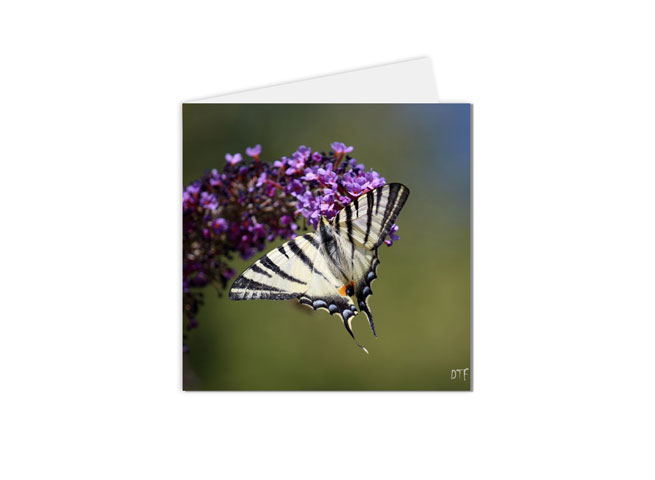 carte postale papillon butinant