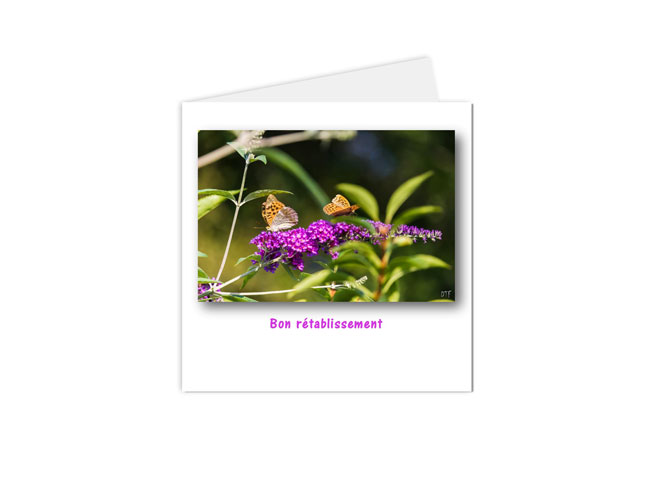 Carte postale "bon rétablissement" composée de fleurs et d'un papillon butinant