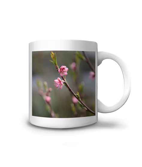 offrez un mugs avec ces fleurs roses d'arbre fruitier qui éclosent