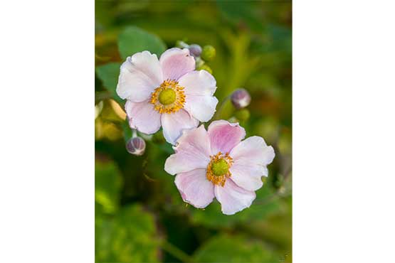 photo de fleurs d'Anémone du Japon, fleurs de couleur rose pâle, à offrir en cadeau avec ou sans cadre