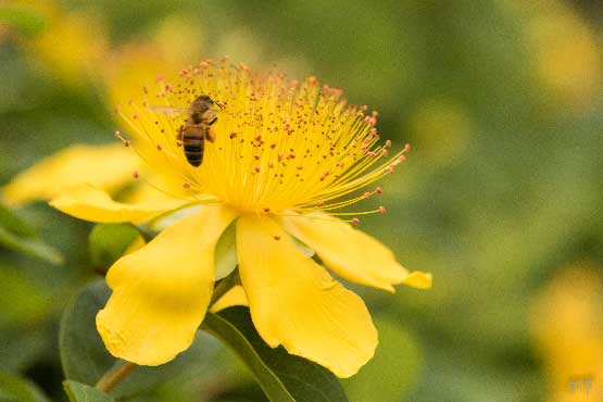 photo d'une abeille butinant sur une superbe fleur de millepertuis, à offrir pour le côté printanier des couleurs