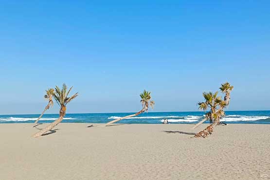 photo de palmiers sur la plage en bord de mer méditerranée à offrir en cadeau avec ou sans cadre