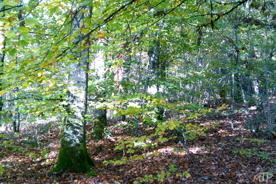 photo-paysage-les arbres de la forêt-photographie à offrir en cadeau, avec ou sans cadre