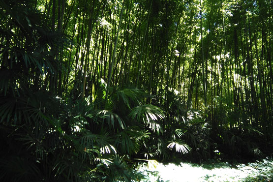 photo, paysage, forêt, bambous, Anduze, offrir, cadeau décoration, avec ou sans cadre