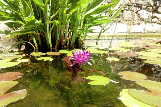 Photo plan d'eau aux nénuphars à acheter ou à offrir avec ou sans cadre