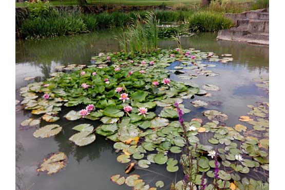 Photo de la mare aux nombreux nénuphars à acheter ou à offrir avec ou sans cadre