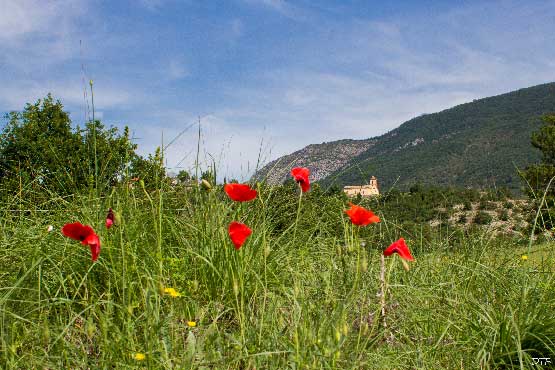 photo de paysage et de fleurs prise dans la région de Sisteron (alpes de haute Provence) 60x40