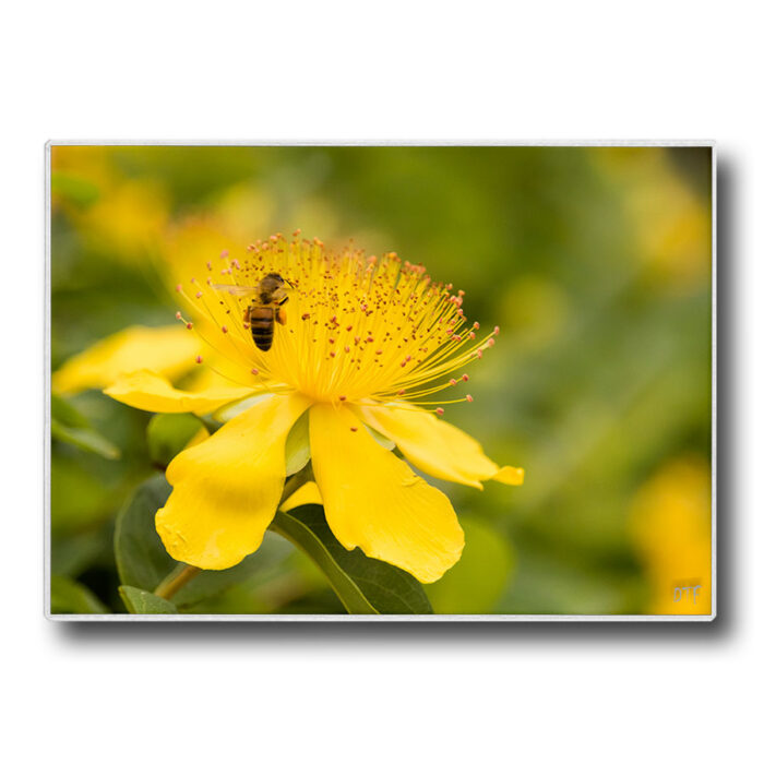 Set de table plastifié avec photo d'une abeille butinant un millepertuis