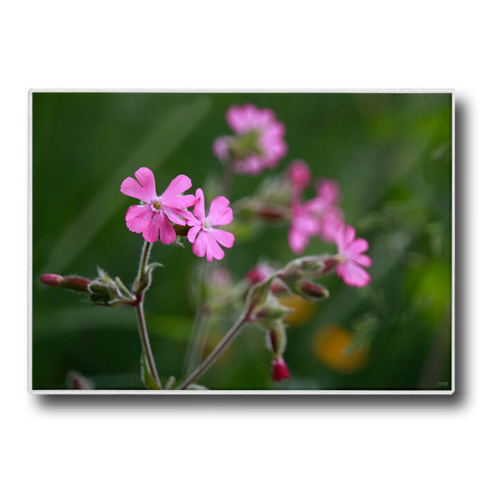 Set de table plastifié avec photo d'un compagnon rose