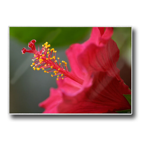 Set de table plastifié avec photo d'un hibiscus rouge