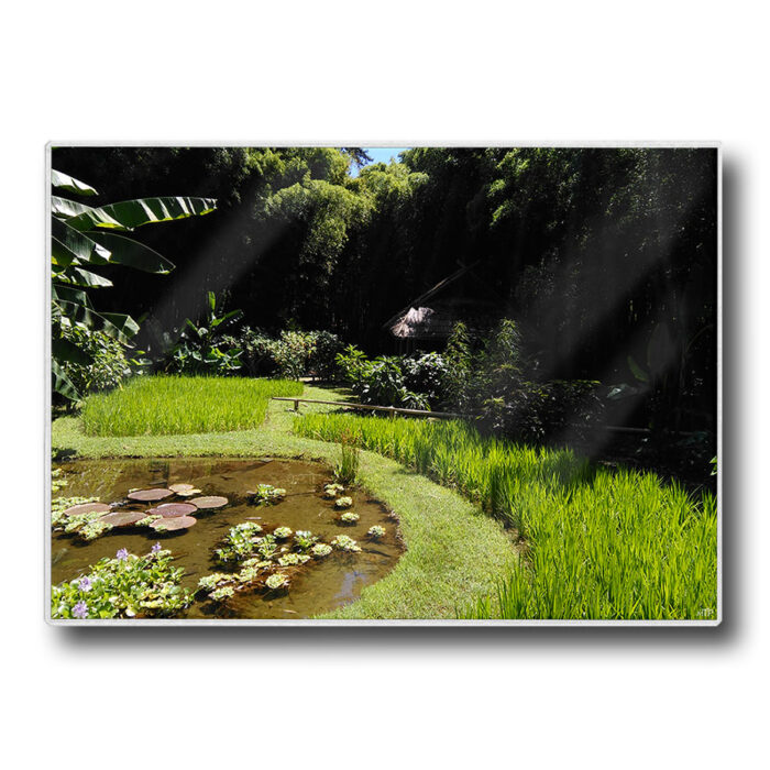 Set de table plastifié avec photo des nénuphars dans une rizière à Andouze