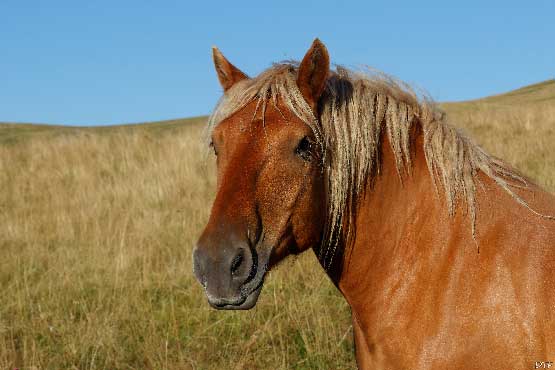 photo d'un cheval de labour qui semble poser devant l'objectif