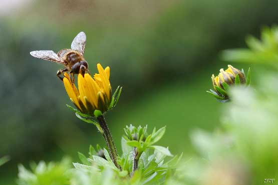 photo d'une abeille qui butine une fleur, pas encore éclose, idée cadeau décoration