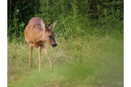 Photo de faon dans son pré. Bambi semble apeuré. Photo pour décorer votre maison avec la nature