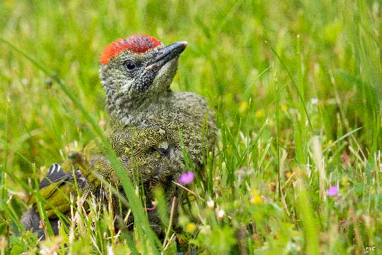 Jeune Pivert dans sa prairie, le printemps est dans cette photographie