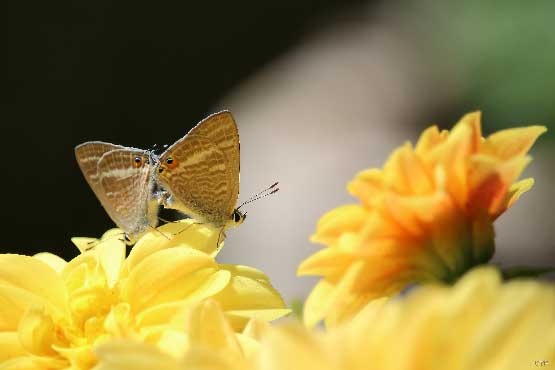 papillon porte queue en équilibre sur une fleur, immortalisé sur cette photographie, idée cadeau