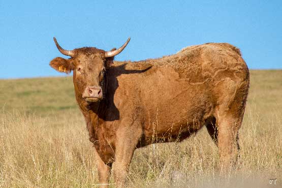 portrait de vache blonde d'aquitaine qui semble poser pour ce cliché