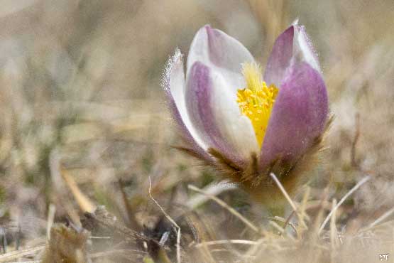 photo de fleurs, anémone violette avec pistil jaune vif, à offrir en cadeau