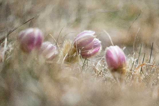 anémones violettes en photo pour faire rentrer la nature dans votre maison