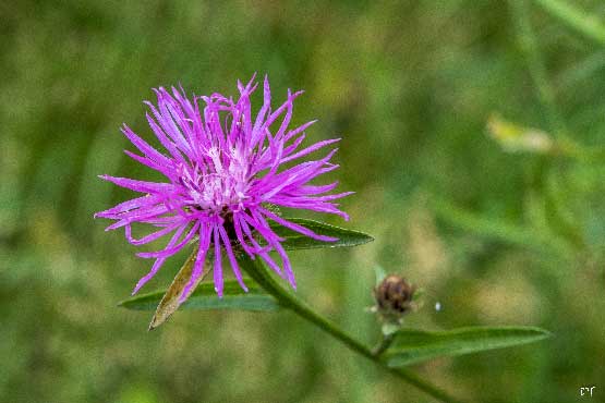 photo de centaurée scabieuse, jolie fleur violette printanière