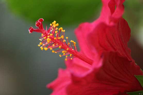 photo d'une fleur d'hibiscus rouge, en gros plan, couleur rouge-rose