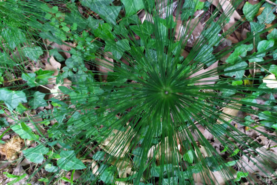 photo nature verte, herbe en étoile, photo vendue avec ou sans cadre, idée cadeau