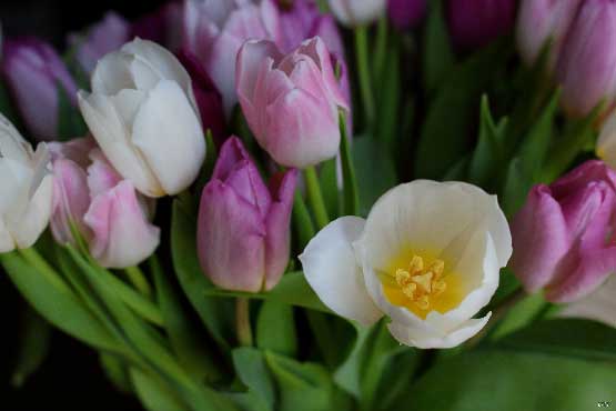 photo brassée de tulipes de couleur rose clair et rose foncé, photographie à offrir en cadeau avec ou sans cadre