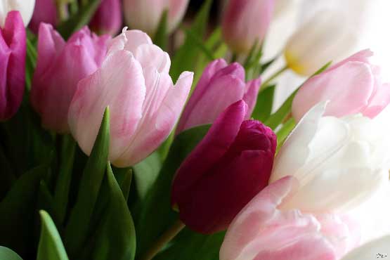 photo brassée de tulipes de couleur rose clair et rose foncé, bouquet de fleurs à offrir en cadeau avec ou sans cadre