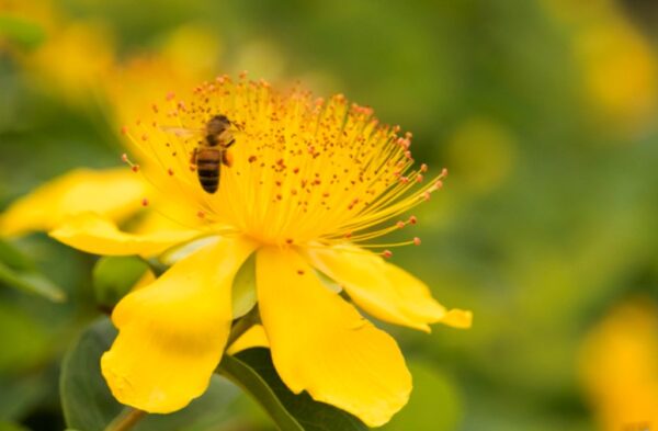 carte de viasite recto verso fleuriste jardinier photographie fleur jaune