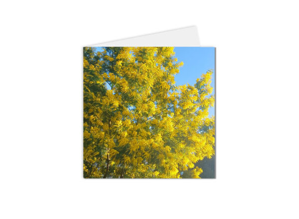 carte postale fleurs mimosa