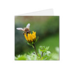 carte postale abeille se posant sur une fleur
