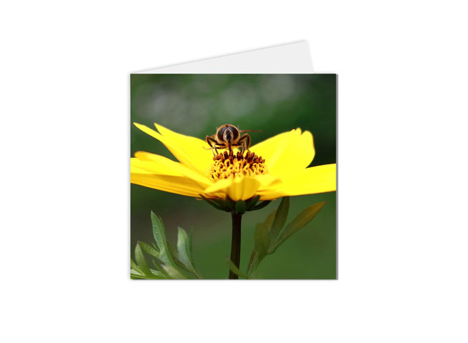 carte postale abeille sur fleur jaune
