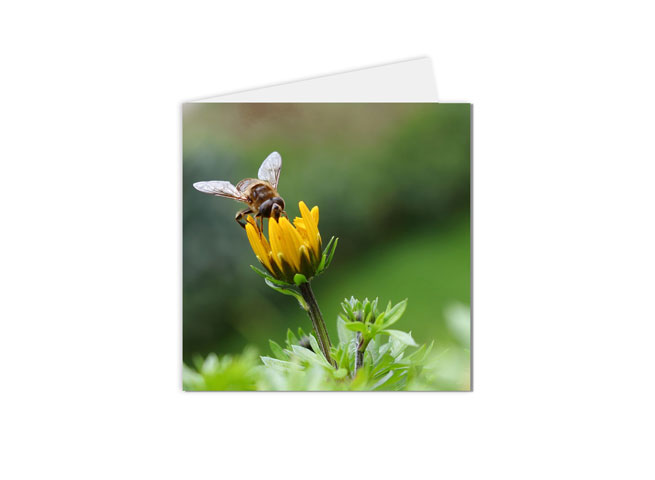 carte postale abeille se posant sur une fleur