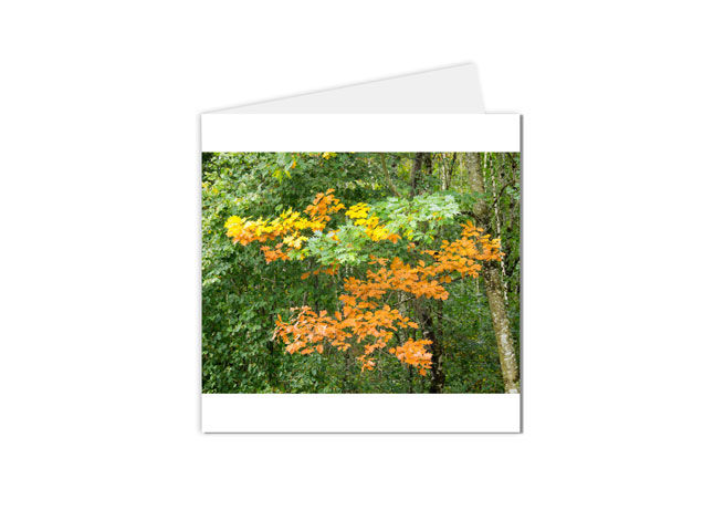 carte postale fleurs, le début de l'automne