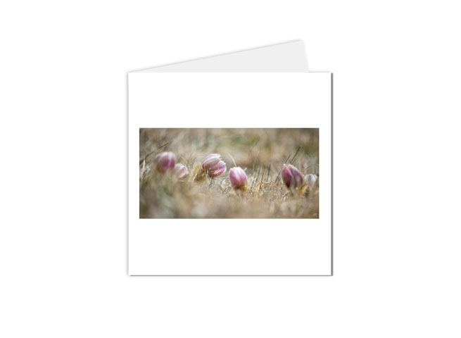 carte postale fleurs bourgeons