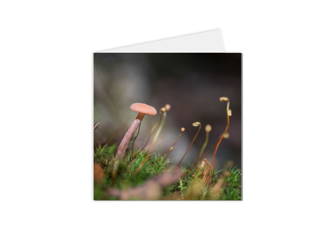 carte postale fleurs petits champignons