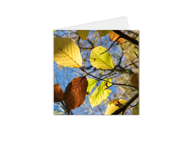 carte postale automne feuilles et rayons du soleil
