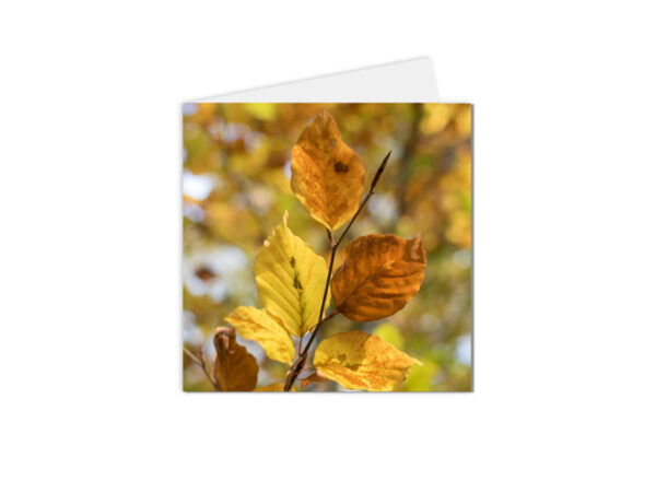 carte postale feuilles jaunes