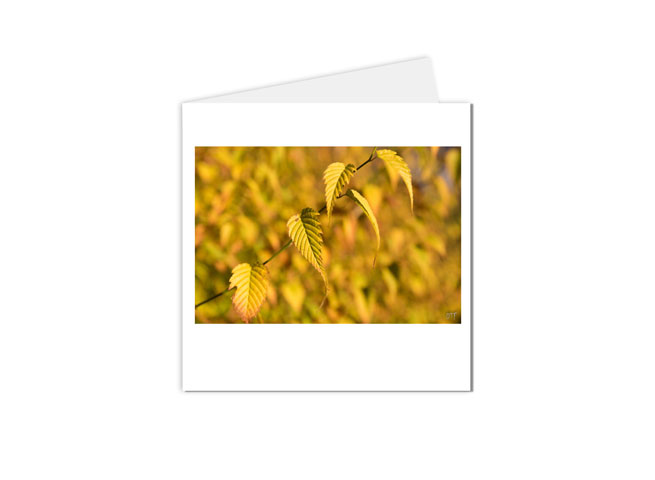 cartes postales feuilles d'automne jaune or