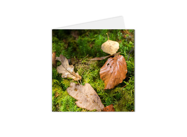 carte postale feuilles automne et mousse