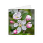 carte postale fleurs pétales blanc et rose
