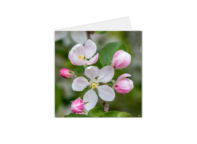 carte postale fleurs pétales blanc et rose