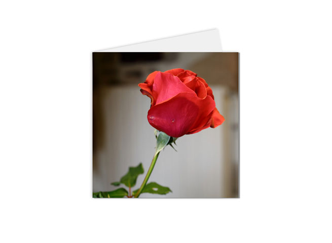 carte postale rose rouge