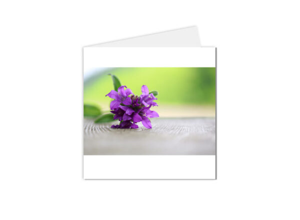 carte postale fleurs violettes