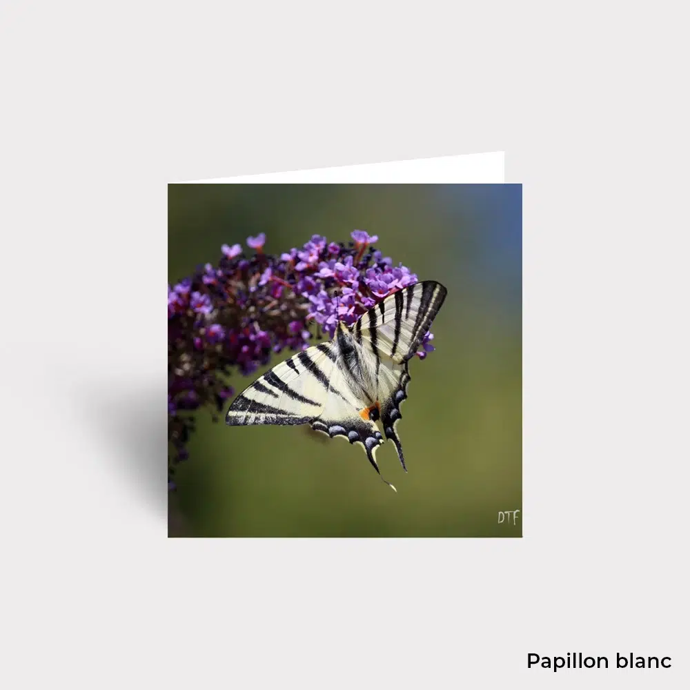 Carte Postale - Animaux – Image 3