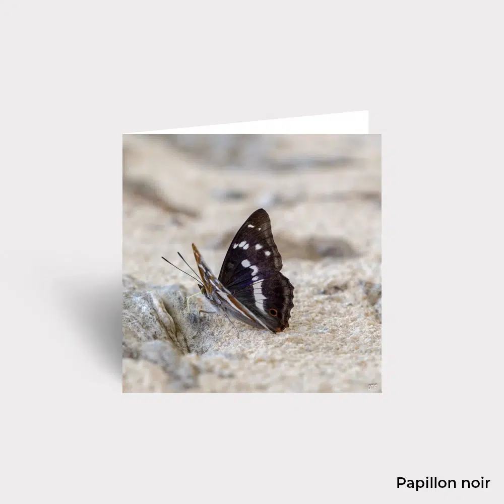 Carte Postale - Animaux – Image 4