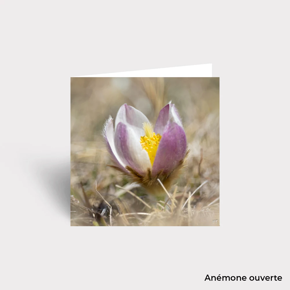 Carte Postale - Fleurs – Image 18